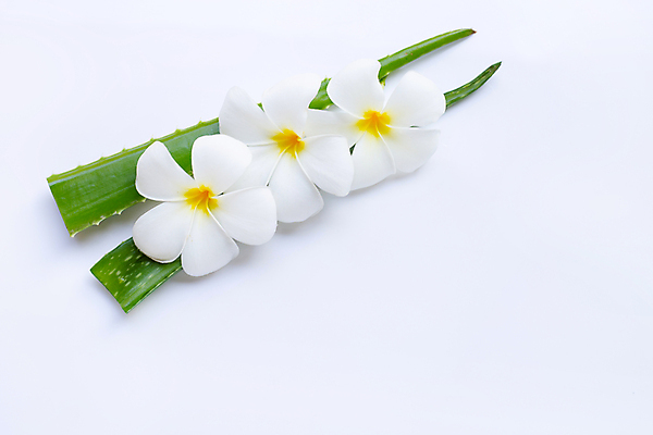 포토 JPG 해외이미지 스튜디오촬영 꽃 실내 사람없음 흰배경 알로에 해외포토 식물 백그라운드 내부 흰색 파일형식 이미지허브