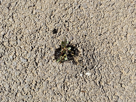 포토 JPG 해외이미지 식물 1 줄기 컨셉 잎 농업 자연 성공 새로움 건조 씨앗 들기 사람없음 야외 초록색 갈색 새싹 희망 힘 봄 손상 성장 균열 작음 아스팔트 브레이크 심볼 시작 상승 뿌리 고립 깨짐 땅바닥 모종 생태학 해외포토 계절 교육 감정 산업 도로 컬러 모션 바닥 크기 생태계 파일형식 이미지허브