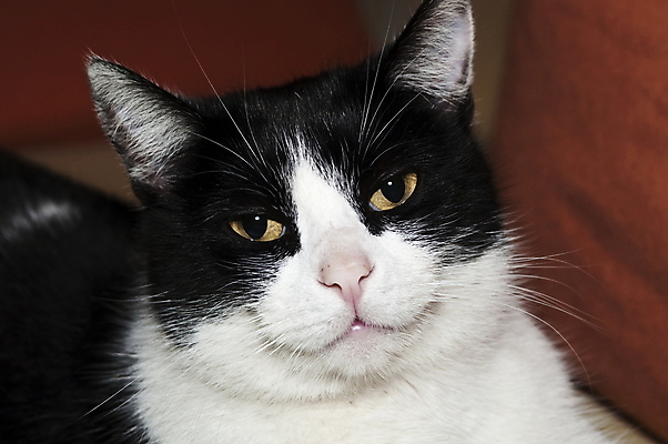 포토 JPG 해외이미지 동물 1 응시 여자 남자 행복 얼굴 백그라운드 포유류 자연 털 선물 사랑 미소 사람없음 반려동물 머리 검은색 고양이 흰색 표현 아기 입 유머 달콤 작음 모피 싱글 해외포토 시선 감정 컬러 표정 사람 신체부위 맛 크기 생태계 파일형식 이미지허브