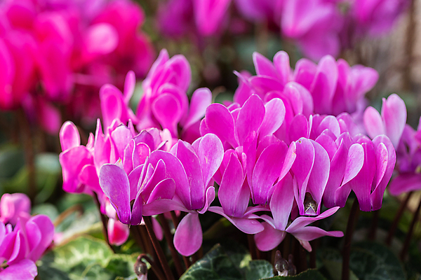 포토 JPG 해외이미지 식물 계절 꽃잎 꽃 행복 분홍색 백그라운드 꽃무늬 밭 자연 하늘 사람없음 야외 장식 초록색 여름 빛 컬러풀 햇빛 정원 보라색 봄 벚꽃 흰색 시골 신선 개화 선택 정상 허브 제비꽃 코스모스 아로마테라피 내추럴 해외포토 감정 컬러 컨셉 무늬 농업 태양 생태계 테라피 파일형식 이미지허브