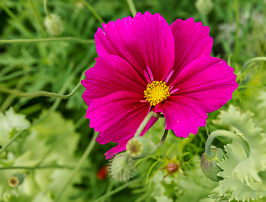 포토 JPG 해외이미지 식물 계절 꽃 사람없음 야외 컬러풀 노란색 새싹 정원 보라색 활발 개화 센터 자주색 원예 머리위 양귀비 강렬 세련 해외포토 컬러 컨셉 취미 파일형식 이미지허브