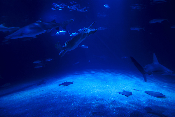 포토 JPG 해외이미지 동물 1 야생동물 모래 바다 자연 낚시 어류 사람없음 야외 초록색 물 파란색 머리 환경 수중 수영 미국 어둠 물방울 만 호랑이 거북이 보호 폐기물 야간 위험 생태계 다이빙 태평양 상어 암초 수족관 대서양 남쪽 보닛 내추럴 동물상 이국적 플로리다 해외포토 자연요소 컬러 컨셉 북아메리카 포유류 파충류 자동차 레저 신체부위 조형물 수중동물 수상스포츠 쓰레기 방향 수중스포츠 파일형식 이미지허브