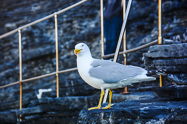 포토 JPG 해외이미지 바다 갈매기 조류 사람없음 해외포토 동물 파일형식 이미지허브