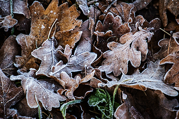 포토 JPG 해외이미지 나무 식물 계절 백그라운드 겨울 패턴 자연 날씨 사람없음 햇빛 가을 12월 11월 문학 내추럴 해외포토 무늬 태양 날짜 생태계 파일형식 이미지허브