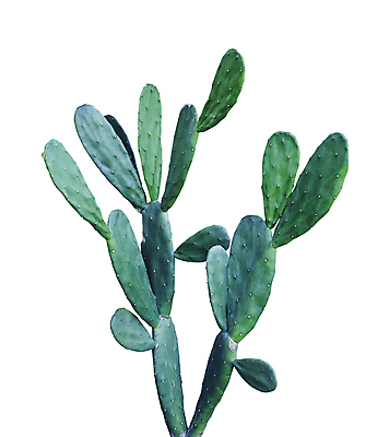 포토 JPG 해외이미지 식물 클리핑패스 백그라운드 잎 자연 선인장 사람없음 초록색 귀여움 정원 흰색 토끼 신선 질감 내추럴 고립 해외포토 컬러 컨셉 포유류 반려동물 생태계 파일형식 이미지허브