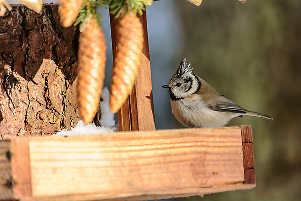 포토 JPG 해외이미지 동물 계절 공원 야생동물 음식 백그라운드 겨울 날개 자연 조류 날씨 씨앗 사람없음 야외 목재 햇빛 태양 환경 정원 맑음 냉동 추위 숲 작음 먹이 낟알 깃털 생물학 꼬리 서리 부리 내추럴 동물상 수수 수유 눈내림 해외포토 자연요소 나무 식물 공공시설 교육 재료 눈_날씨 조형물 크기 생태계 파일형식 이미지허브