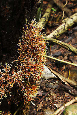 포토 JPG 해외이미지 나무 식물 계절 모래 자연 바람 날씨 사람없음 야외 가로 눕기 환경 손상 성장 소나무 황무지 떨어짐 숲 땅 언덕 네덜란드 산등성이 뿌리 폭풍 무거움 깊이 삼림지대 해외포토 자연요소 유럽 컨셉 모션 산 무게 생태계 파일형식 이미지허브