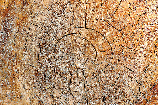 포토 JPG 해외이미지 나무 산업 백그라운드 패턴 부분 자국 자연 추상 주택 사람없음 건물 목재 초록색 갈색 반지 원형 거친 숲 자르기 질감 통나무 나무껍질 잡동사니 내추럴 방법 수목 옛날 해외포토 도형 식물 건축물 컬러 무늬 재료 장신구 모션 껍질 생태계 파일형식 이미지허브