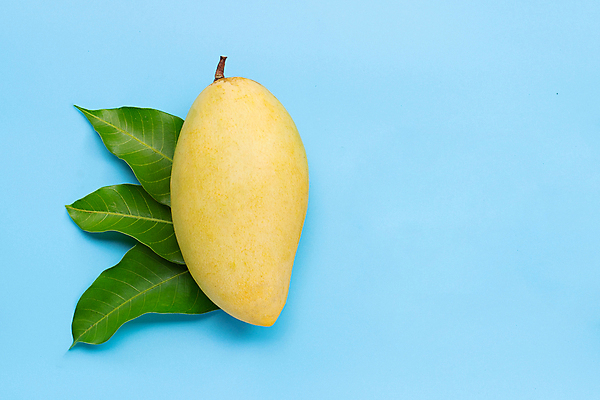 포토 JPG 해외이미지 잎 실내 사람없음 열대과일 파란배경 망고 카피스페이스 해외포토 식물 백그라운드 과일 내부 파란색 공백 파일형식 이미지허브