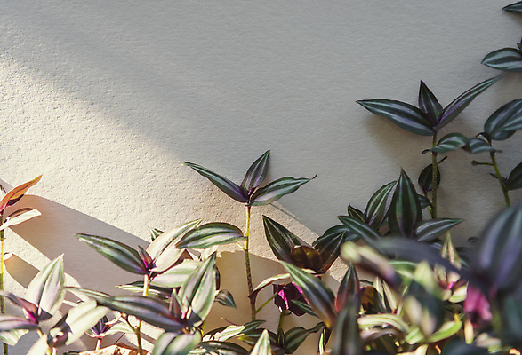 포토 JPG 해외이미지 나무 식물 디자인 계절 벽 백그라운드 컨셉 잎 패턴 자연 벽지 추상 사람없음 야외 초록색 빛 정원 보라색 봄 성장 신선 숲 질감 내추럴 그리너리 해외포토 컬러 무늬 생태계 파일형식 트랜드컬러 이미지허브