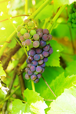 포토 JPG 해외이미지 나무 식물 계절 유럽 음식 농업 과일 포도 풍경 사람없음 야외 가로 초록색 컬러풀 햇빛 와인 정원 맑음 보라색 활발 수확 성장 가을 나뭇가지 시골 선택 달콤 레드와인 다발 원예 포도밭 포도나무 건강식 내추럴 메를로 밭일 숙성 양조 해외포토 나라 산업 컬러 컨셉 밭 날씨 주류 취미 태양 맛 과일나무 파일형식 이미지허브