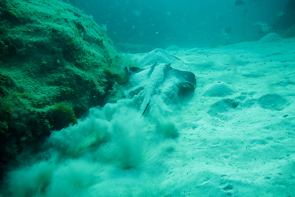 포토 JPG 해외이미지 동물 야생동물 바다 섬 여행 자연 낚시 어류 사람없음 물 파란색 검은색 바닷속 수중 수영 광선 원형 산호 잠수부 생태계 다이빙 암초 깊이 해외포토 자연요소 도형 컬러 레저 수중동물 수상스포츠 자포동물 전문직 수중스포츠 파일형식 이미지허브