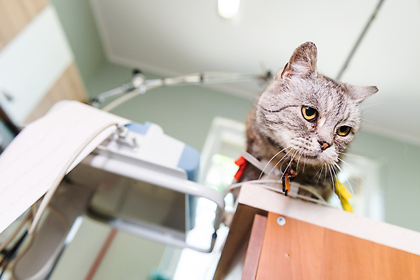 포토 JPG 해외이미지 동물 직업 1 손 백그라운드 포유류 청진기 탁자 건강 병원 주사기 앉기 사람없음 반려동물 약 머리 건강관리 고양이 고통 시험 환자 의사 실험실 질병 작음 캐비닛 테라피 수의사 기르기 돌봄 마약 백신 예방접종 해외포토 교육 감정 가구 의학 의료기기 모션 실험 관리 신체부위 뷰티 의료진 크기 사물함 접종 파일형식 이미지허브