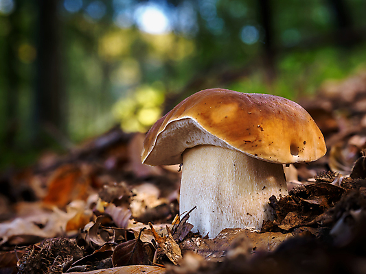 포토 JPG 해외이미지 나무 계절 지구 음식 백그라운드 잎 채소 재료 자연 건강 사람없음 야외 목재 가로 초록색 갈색 환경 버섯 성장 가을 숲 왕 묘사 생태계 생물학 영양 타입 계산서 내추럴 곰팡이 그물버섯 생태학 식용 양발 채식주의자 캡모자 페니 생존 비건 해외포토 식물 모자_잡화 교육 컬러 동전 채식 파일형식 이미지허브