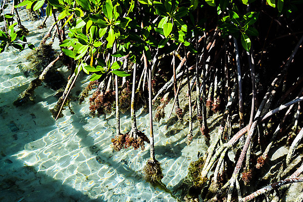 포토 JPG 해외이미지 나무 모래 바다 섬 여행 자연 하늘 휴가 손바닥 풍경 사람없음 야외 물 여름 파란색 야자수 맑음 흰색 휴양지 코코넛 카리브해 이국적 파라다이스 수평선 해외포토 자연요소 식물 손 계절 컬러 과일 날씨 장소 생태계 파일형식 이미지허브