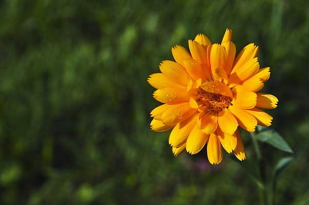 포토 JPG 해외이미지 식물 1 계절 공원 꽃잎 꽃 백그라운드 잎 꽃무늬 밭 오렌지 자연 건강 사람없음 치료 빨간색 초록색 머리 정원 봄 활발 벚꽃 개화 약초 냄비 허브 싱글 조제 내추럴 금잔화 돌봄 해외포토 공공시설 컬러 컨셉 무늬 농업 과일 의학 모션 신체부위 약 풀_식물 솥 생태계 만들기 파일형식 이미지허브