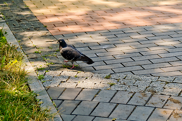포토 JPG 해외이미지 동물 1 공원 야생동물 선 날개 자연 조류 서기 사람없음 야외 회색 도시 보행로 깃털 묘사 비둘기 동물상 땅바닥 해외포토 공공시설 길 컬러 모션 바닥 조형물 생태계 파일형식 이미지허브