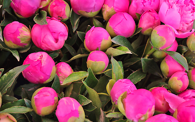 포토 JPG 해외이미지 식물 기념일 꽃잎 꽃 분홍색 꽃다발 백그라운드 꽃무늬 자연 발렌타인데이 선물 사랑 사람없음 장식 빨간색 귀여움 정원 축제 성장 축하 신선 개화 의식 다발 순수 향기 냄새 열정 악취 작약 해외포토 감정 컬러 컨셉 무늬 데이이벤트 이벤트 생태계 파일형식 이미지허브