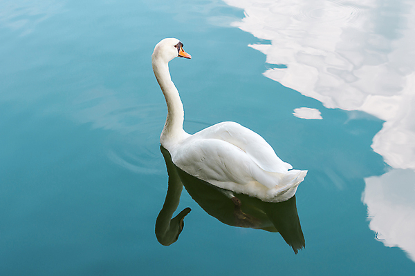 포토 JPG 해외이미지 주간 한마리 호수 사람없음 야외 백조 해외포토 자연요소 1 조류 파일형식 이미지허브