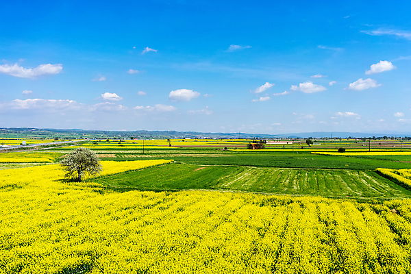 포토 JPG 해외이미지 나무 식물 계절 꽃 꽃무늬 밭 농업 자연 하늘 안테나 씨앗 풍경 사람없음 초록색 농작물 컬러풀 농장 노란색 환경 계곡 맑음 놀람 봄 에너지 벚꽃 시골 신선 땅 유채 생태계 연료 내추럴 고립 바이오 밭일 카놀라 해외포토 감정 산업 컬러 무늬 통신 날씨 표정 파일형식 이미지허브