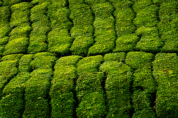 포토 JPG 해외이미지 나무 식물 산업 아시아 선 여행 백그라운드 잎 패턴 밭 농업 자연 산 풍경 경사 사람없음 야외 초록색 농작물 농장 농경지 계곡 시골 신선 재산 차 땅 허브 언덕 질감 윤곽 장면 말레이시아 산악지대 정리함 줄서기 해외포토 나라 음료 컬러 무늬 모션 금융 생태계 파일형식 이미지허브