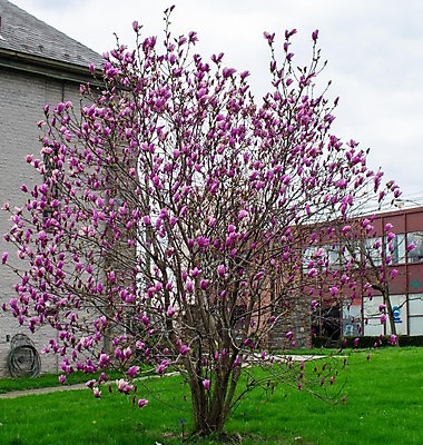 포토 JPG 해외이미지 디자인 꽃잎 꽃 분홍색 꽃무늬 자연 벽지 하늘 동양인 풍경 사람없음 야외 가로 초록색 파란색 평화 귀여움 맑음 고요 봄 꿈 수확 벚꽃 흰색 나뭇가지 신선 체리 닫기 떨어짐 4월 원예 질감 부드러움 카피스페이스 해외포토 나무 식물 계절 컬러 컨셉 무늬 농업 과일 모션 날씨 인종 취미 공백 감각 날짜 생태계 파일형식 이미지허브