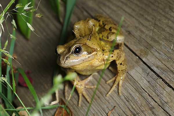 포토 JPG 해외이미지 전신 1 응시 유럽 얼굴 야생동물 포즈 잎 발 자연 관리 개구리 양서류 사람없음 목재 초록색 빛 갈색 노란색 정원 촉촉함 가을 널 작음 호기심 싱글 코 생물학 물갈퀴 내추럴 팝 끈적임 해외포토 나무 식물 동물 시선 계절 교육 감정 나라 컬러 컨셉 재료 신체부위 젖음 크기 생태계 파일형식 이미지허브