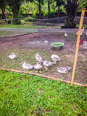 포토 JPG 해외이미지 동물 응시 호수 야생동물 농업 자연 조류 오리 사람없음 야외 빨간색 초록색 물 반려동물 컬러풀 농장 머리 검은색 흰색 시골 닫기 깃털 부리 물새 청둥오리 계산서 동물상 뒤뜰 밭일 해외포토 자연요소 시선 산업 컬러 모션 신체부위 조형물 생태계 파일형식 이미지허브