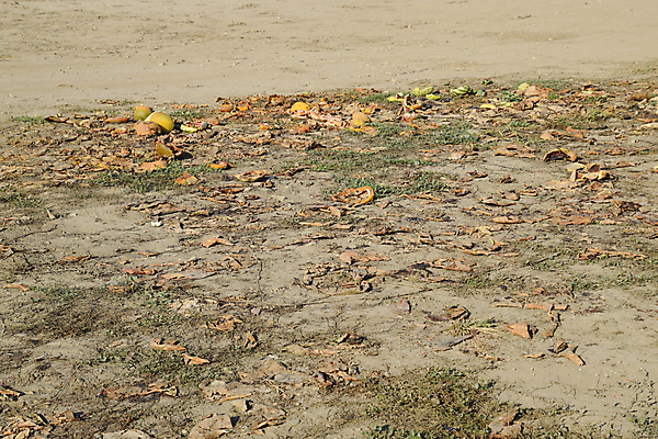 포토 JPG 해외이미지 음식 조각 밭 채소 과일 자연 수박 건조 사람 사람없음 야외 빨간색 여름 농장 쌓기 환경 검은색 껍질 쓰레기 상품 멜론 자르기 버리기 피부 날것 슛 흙더미 나쁜 곰팡이 구역 생태학 썩음 옛날 해외포토 계절 교육 컬러 농업 모션 신체부위 흙 생태계 파일형식 더미 이미지허브