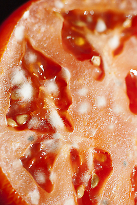 포토 JPG 해외이미지 접시 음식 다이어트 토마토 채소 재료 요리 사람없음 식사 먹이 강의 영양 곰팡이 썩음 해외포토 식기 건강 파일형식 이미지허브