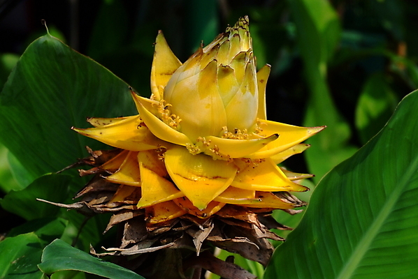 포토 JPG 해외이미지 식물 계절 꽃 아시아 음식 과학 여행 잎 밭 과일 자연 바나나 사람없음 야외 초록색 강 갈색 노란색 우주 정원 일본 중국 벚꽃 연못 원형 개화 황금 둥지 원예 난쟁이 지리 해외포토 도형 나라 컬러 농업 취미 생태계 파일형식 이미지허브