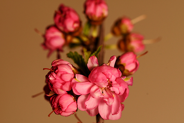 포토 JPG 해외이미지 나무 꽃 자연 사람없음 새싹 봄 벚꽃 개화 체리 관목 해외포토 식물 계절 과일 생태계 파일형식 이미지허브