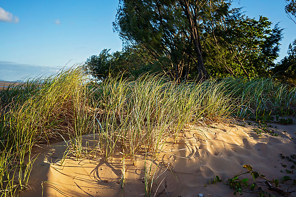 포토 JPG 해외이미지 나무 식물 공원 물결 모래 바다 백그라운드 자연 하늘 바람 종류 그림자 풍경 사람없음 야외 물 여름 빛 환경 성장 호주 발자국 모래언덕 언덕 생태학 해외포토 자연요소 계절 공공시설 교육 자국 날씨 오세아니아 생태계 파일형식 이미지허브