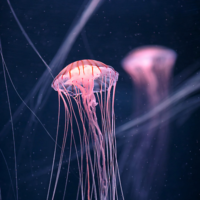 포토 JPG 해외이미지 한마리 분홍색 사람없음 바닷속 수중동물 자포동물 해파리 해외포토 동물 1 컬러 수중 파일형식 이미지허브