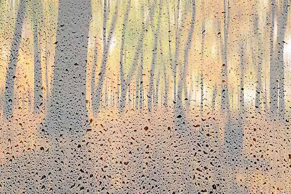 포토 JPG 해외이미지 나무 계절 공원 단풍 낙엽 잎 벤치 오렌지 자연 건조 풍경 사람없음 야외 컬러풀 갈색 노란색 환경 맑음 가을 보행로 황금 떨어짐 숲 11월 러시아 장면 10월 내추럴 해외포토 식물 공공시설 유럽 길 컬러 컨셉 의자 과일 날씨 날짜 생태계 파일형식 이미지허브