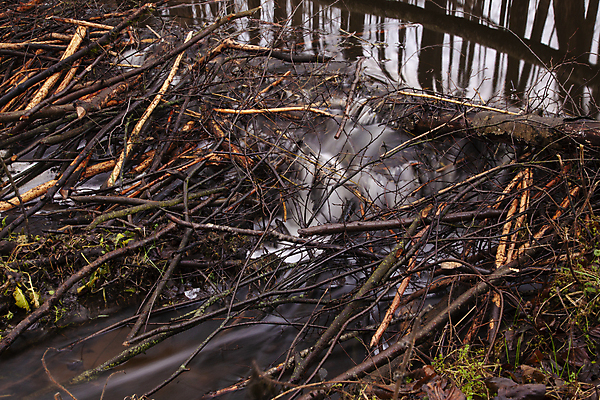 포토 JPG 해외이미지 나무 식물 동물 유럽 백그라운드 잎 겨울 자연 건조 이끼 풍경 사람없음 야외 목재 초록색 물 강 갈색 환경 봄 폭포 흐름 가을 바위 나뭇가지 개울 숲 댐 홍수 생태계 질감 뿌리 암초 내추럴 비버 옛날 해외포토 자연요소 계절 공공시설 나라 컬러 컨셉 재료 자연재해 파일형식 이미지허브