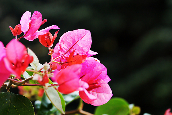 포토 JPG 해외이미지 모양 식물 꽃잎 감정 줄기 잎 벽지 추상 사람없음 그래픽 장식 가로 세로 빛 컬러풀 햇빛 평화 보라색 봄 활발 성장 흰색 신선 우아함 닫기 자주색 제비꽃 원예 조경 날카로움 포도나무 라벤더 강렬 고립 웅장함 이국적 페루 많음 카피스페이스 해외포토 계절 꽃 컬러 컨셉 무늬 모션 취미 태양 공백 남아메리카 과일나무 허브 파일형식 이미지허브