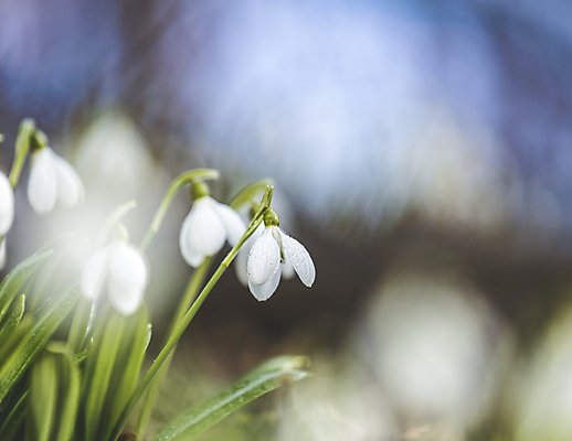 포토 JPG 해외이미지 꽃잎 꽃 잎 사람없음 아웃포커스 블러 스노드롭 해외포토 식물 촬영기법 파일형식 이미지허브