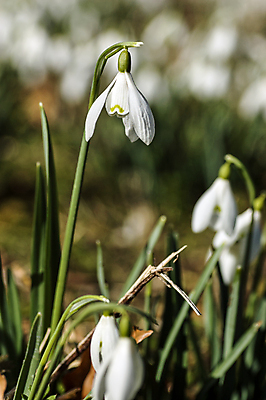 포토 JPG 해외이미지 계절 꽃 꽃무늬 자연 영국 사람없음 야외 목재 세로 봄 흰색 닫기 내추럴 삼림지대 헌병 해외포토 나무 식물 유럽 컬러 무늬 재료 모션 군인 숲 생태계 파일형식 이미지허브