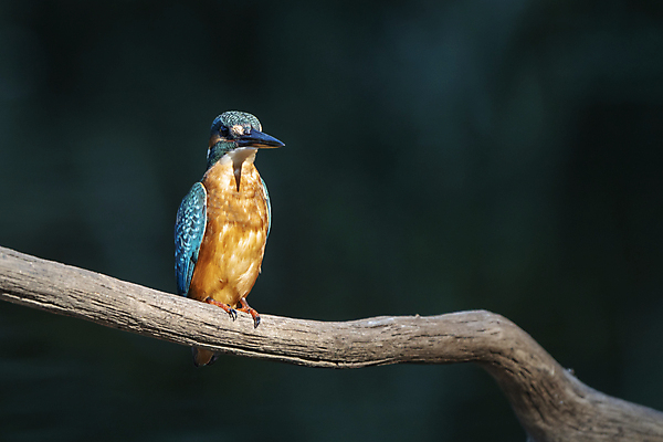 포토 JPG 해외이미지 나무 동물 남자 야생동물 백그라운드 날개 오렌지 자연 조류 낚시 어류 앉기 사람없음 야외 초록색 물 파란색 강 컬러풀 나뭇가지 작음 깃털 부리 내추럴 동물상 물총새 생태학 이국적 카피스페이스 해외포토 자연요소 식물 교육 컬러 과일 모션 레저 사람 조형물 수중동물 공백 크기 생태계 파일형식 이미지허브