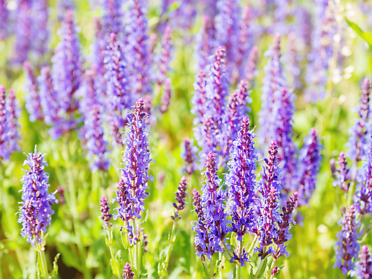 포토 JPG 해외이미지 백그라운드 자연 사람없음 보라색 봄 풀잎 화려 세이지꽃 해외포토 계절 꽃 컬러 컨셉 잎 풀_식물 생태계 파일형식 이미지허브