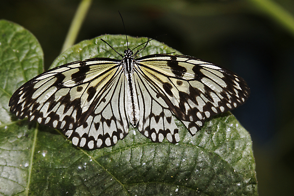 포토 JPG 해외이미지 동물 야생동물 나비 곤충 날개 자연 사람없음 여름 컬러풀 정원 봄 우아함 벌레 생물학 내추럴 동물상 해외포토 계절 교육 컬러 컨셉 조형물 생태계 파일형식 이미지허브