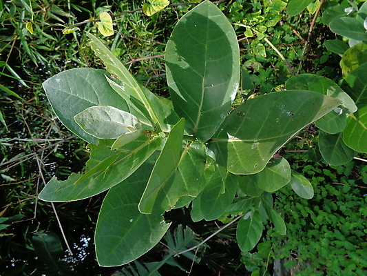 포토 JPG 해외이미지 나무 식물 공원 꽃 백그라운드 잎 꽃무늬 자연 왕관 사람없음 야외 초록색 파란색 햇빛 약 환경 정원 보라색 봄 성장 벚꽃 흰색 나뭇가지 신선 개화 큼 인도인 거인 제비 내추럴 해외포토 외국인 계절 공공시설 컬러 무늬 의학 조류 동양인 태양 크기 생태계 파일형식 이미지허브