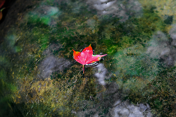 포토 JPG 해외이미지 나무 식물 계절 공원 아시아 여행 백그라운드 단풍 잎 겨울 오렌지 태국 자연 하늘 풍경 사람없음 야외 빨간색 초록색 물 여름 빛 컬러풀 노란색 환경 일본 봄 가을 나뭇가지 신선 소프트포커스 숲 질감 내추럴 전국 해외포토 자연요소 공공시설 나라 컬러 과일 촬영기법 생태계 파일형식 이미지허브