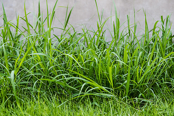 포토 JPG 해외이미지 식물 계절 벽 백그라운드 잎 밭 농업 자연 벽지 풍경 잔디 사람없음 야외 초록색 여름 환경 정원 봄 성장 신선 질감 시멘트 내추럴 콘크리트 해외포토 산업 컬러 생태계 파일형식 이미지허브