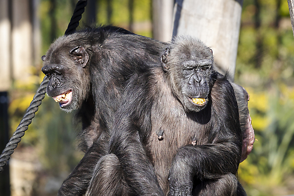 포토 JPG 해외이미지 동물 무기 여유 얼굴 야생동물 자연 휴식 털 관리 사람없음 야외 여름 햇빛 머리 환경 원숭이 모피 코 귀 유인원 침팬지 해외포토 계절 감정 컨셉 포유류 신체부위 태양 생태계 파일형식 이미지허브