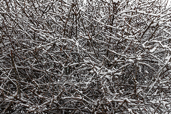 포토 JPG 해외이미지 나무 낙엽 크리스마스 겨울 자연 아침 사람없음 야외 가로 파란색 평화 냉동 얼음 추위 가을 흰색 나뭇가지 신선 잠 눈송이 저녁 숲 서리 눈보라 해외포토 주간 자연요소 식물 계절 기념일 컬러 컨셉 잎 눈_날씨 야간 생태계 파일형식 이미지허브