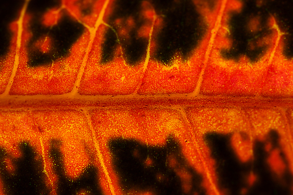 포토 JPG 해외이미지 식물 건축물 계절 백그라운드 잎 패턴 자연 벽지 추상 세포 건강 사람없음 빨간색 환경 봄 성장 신선 묘사 유기농 생태계 질감 정맥 내추럴 생태학 엘리먼트 해외포토 웰빙 교육 건축 컬러 무늬 혈관 파일형식 이미지허브