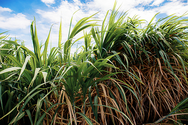 포토 JPG 해외이미지 주간 식물 구름 산업 아시아 음식 줄기 잎 밭 농업 태국 자연 지팡이 하늘 건조 동양인 풍경 사람없음 초록색 여름 파란색 농작물 햇빛 농장 농경지 환경 주스 봄 시골 뜨거움 땅 설탕 내추럴 땅바닥 사탕수수 해외포토 자연요소 계절 나라 음료 컬러 바닥 인종 태양 생태계 파일형식 이미지허브