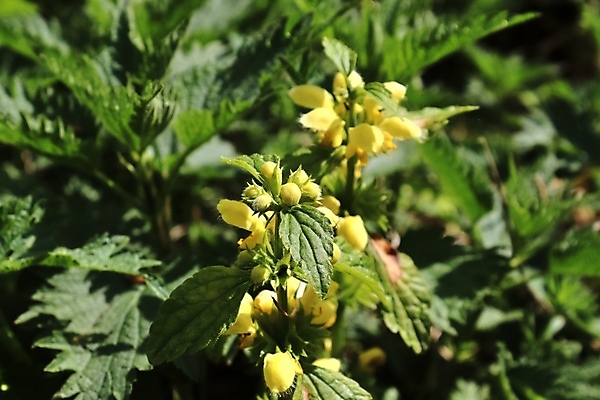 포토 JPG 해외이미지 나무 식물 계절 공원 꽃잎 꽃 분홍색 꽃다발 잎 꽃무늬 밭 오렌지 자연 해바라기 풍경 사람없음 빨간색 여름 컬러풀 햇빛 노란색 정원 보라색 봄 튤립 벚꽃 신선 개화 클로버 민들레 질감 데이지 아이비 라벤더 내추럴 히아신스 해외포토 공공시설 컬러 무늬 농업 과일 태양 허브 생태계 파일형식 이미지허브